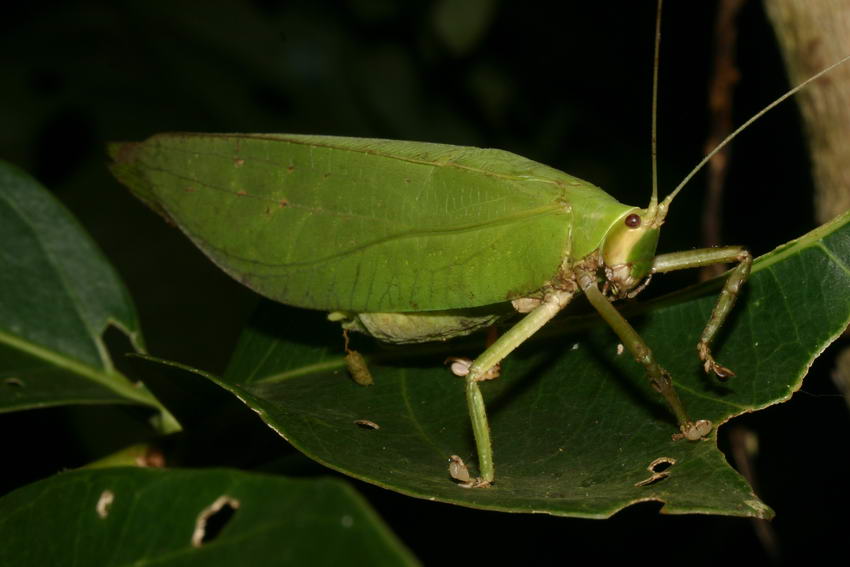 thaibugs — all about Thailand's insects